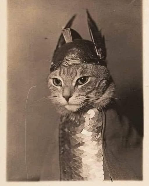 Brunnhilde "Le chat Walkyrie" Dessin Original