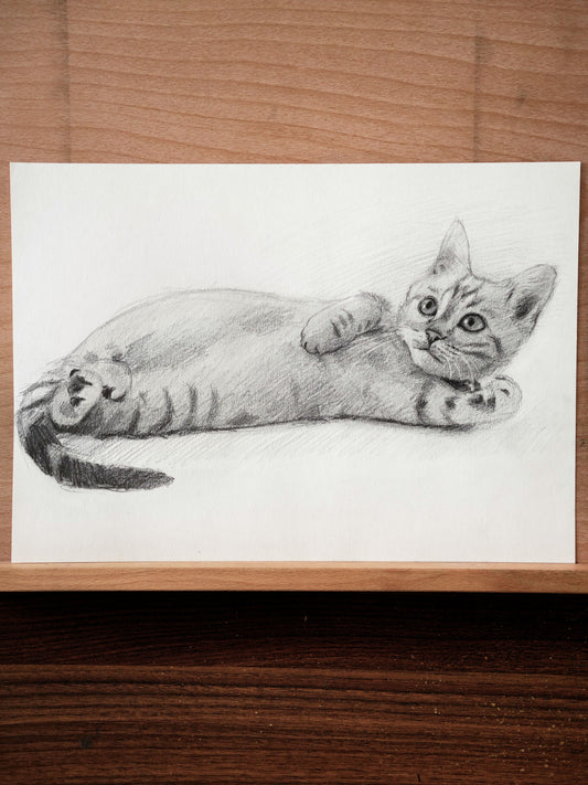 Le chaton allongé - Dessin Original